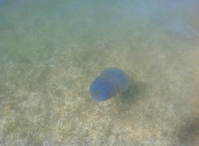 Прикрепленное изображение: 202387_447826995248223_860424124_o.jpg